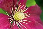 CLEMATIS NIOBE
