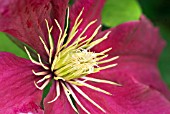 CLEMATIS NIOBE