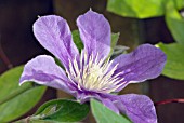 CLEMATIS ARABELLA