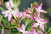 MATTHIOLA LONGIPETALA BICORNIS