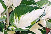 HOSTA FIRE AND ICE