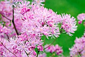 THALICTRUM AQUILEGIIFOLIUM