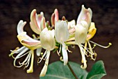 LONICERA PERICLYMENUM