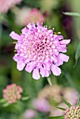 SCABIOSA PINK DIAMOND