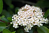 PYRACANTHA BLOSSOM