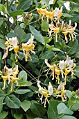 LONICERA PERICLYMENUM GRAHAM THOMAS