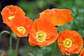 PAPAVER CROCUEM SPRING FEVER