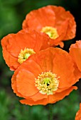 PAPAVER CROCUEM SPRING FEVER