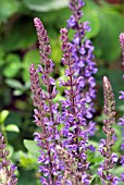 SALVIA X SYLVESTRIS BLAUKONIGIN