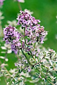 THYMUS VULGARIS  SILVER POSIE