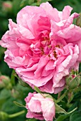 ROSA X FRANCOFURTANA