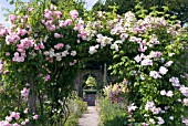 ROSE ARCH IN THE GARDENS AT BURTON AGNES HALL