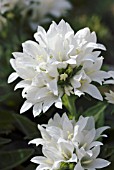 CAMPANULA GLOMERATA ALBA