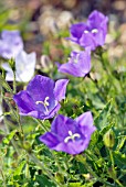 CAMPANULA CARPATICA JOY