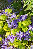 CAMPANULA GARGANICA DICKSONS GOLD