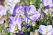 CAMPANULA CARPATICA BLUE MOONLIGHT