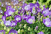 CAMPANULA CARPATICA KARL FORESTER