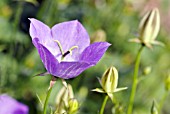 CAMPANULA CARPATICA CHEWTON JOY