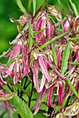 CAMPANULA PINK OCTOPUS