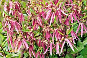 CAMPANULA PINK OCTOPUS