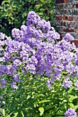 CAMPANULA LACTIFLORA SENLOR