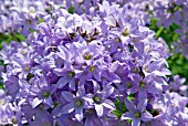 CAMPANULA LACTIFLORA SENLOR