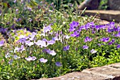 CAMPANULA CARPATICA BLUE MOONLIGHT AND ISOBEL