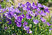 CAMPANULA CARPATICA KARL FORESTER