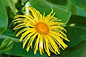 INULA ROYLEANA