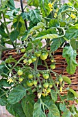 TOMATO TUMBLING TOM IN A HANGING BASKET