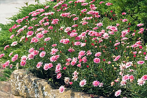 ARGYRANTHEMUM_MARY_WOOTTON