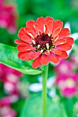 ZINNIA ELEGANS