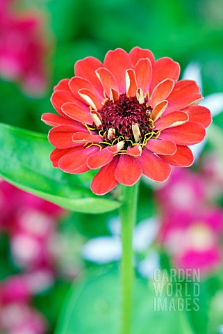 ZINNIA_ELEGANS