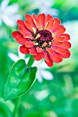 ZINNIA ELEGANS