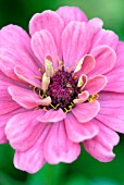 ZINNIA ELEGANS