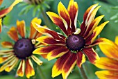 RUDBECKIA HIRTA RUSTIC DWARF