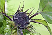 FLOWERBUD ON HELIANTHUS AUTUMN BEAUTY