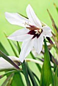 GLADIOLUS MURIELAE