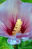 HIBISCUS SYRIACUS BLUE BIRD