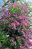 BOUGAINVILLEA ALEXANDRA