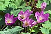 COLCHICUM SPECIOSUM