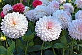 DAHLIA CAMANO ROO