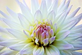 DAHLIA RUSKIN BRIDE