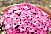 SAXIFRAGA COOLOCK KATE