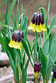 FRITILLARIA MICHAILOVSKY