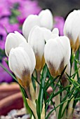 CROCUS CHRYSANTHUS ARD SCHENK