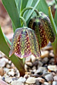 FRITILLARIA CRASSIFOLIA KURDICA