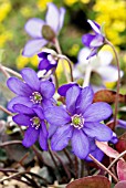 HEPATICA NOBILIS COBOLT