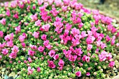 SAXIFRAGA IVAN USPECH