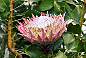 PROTEA CYANAROIDES